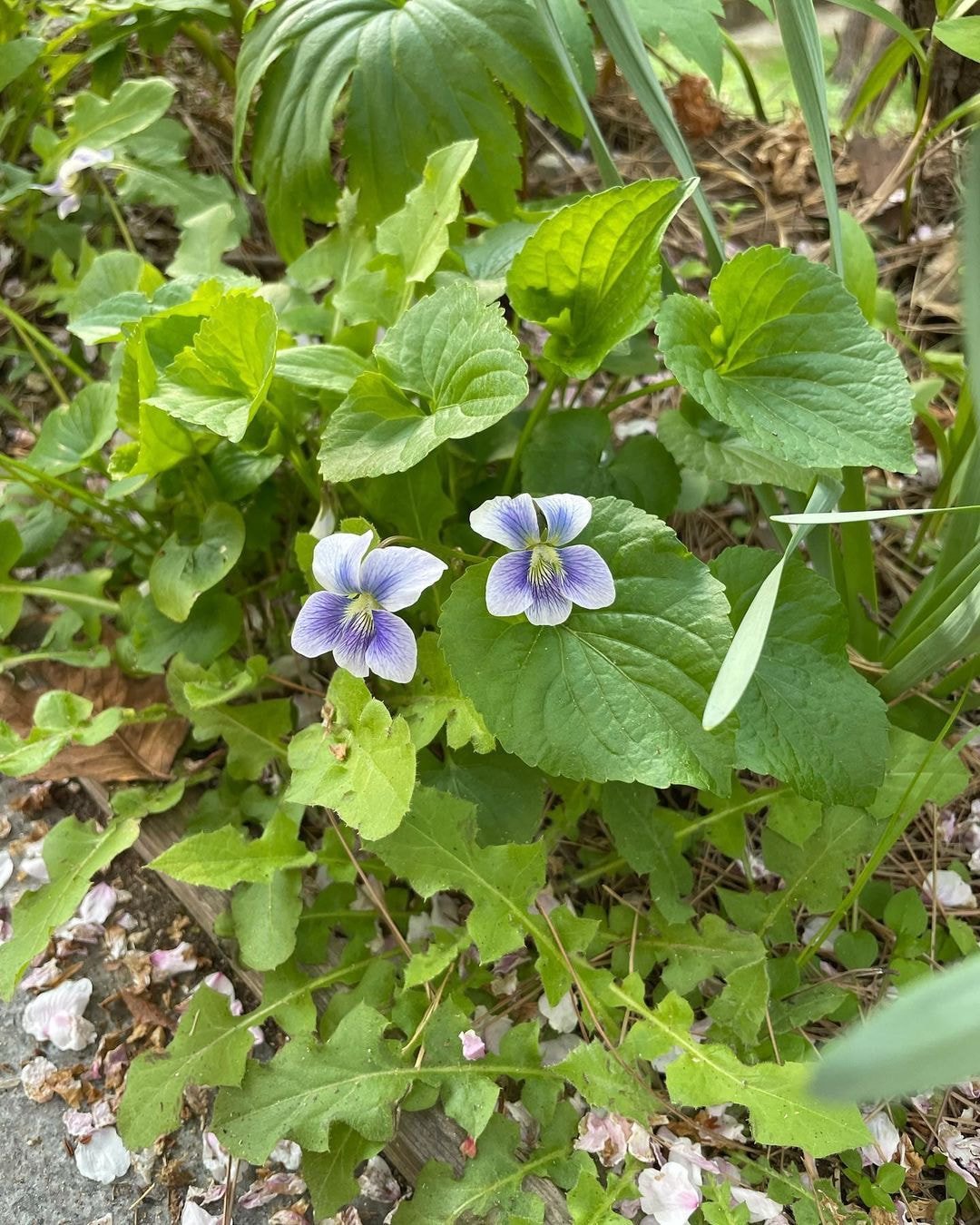 오늘자 블랙핑크 지수 인스타 (with 리사)