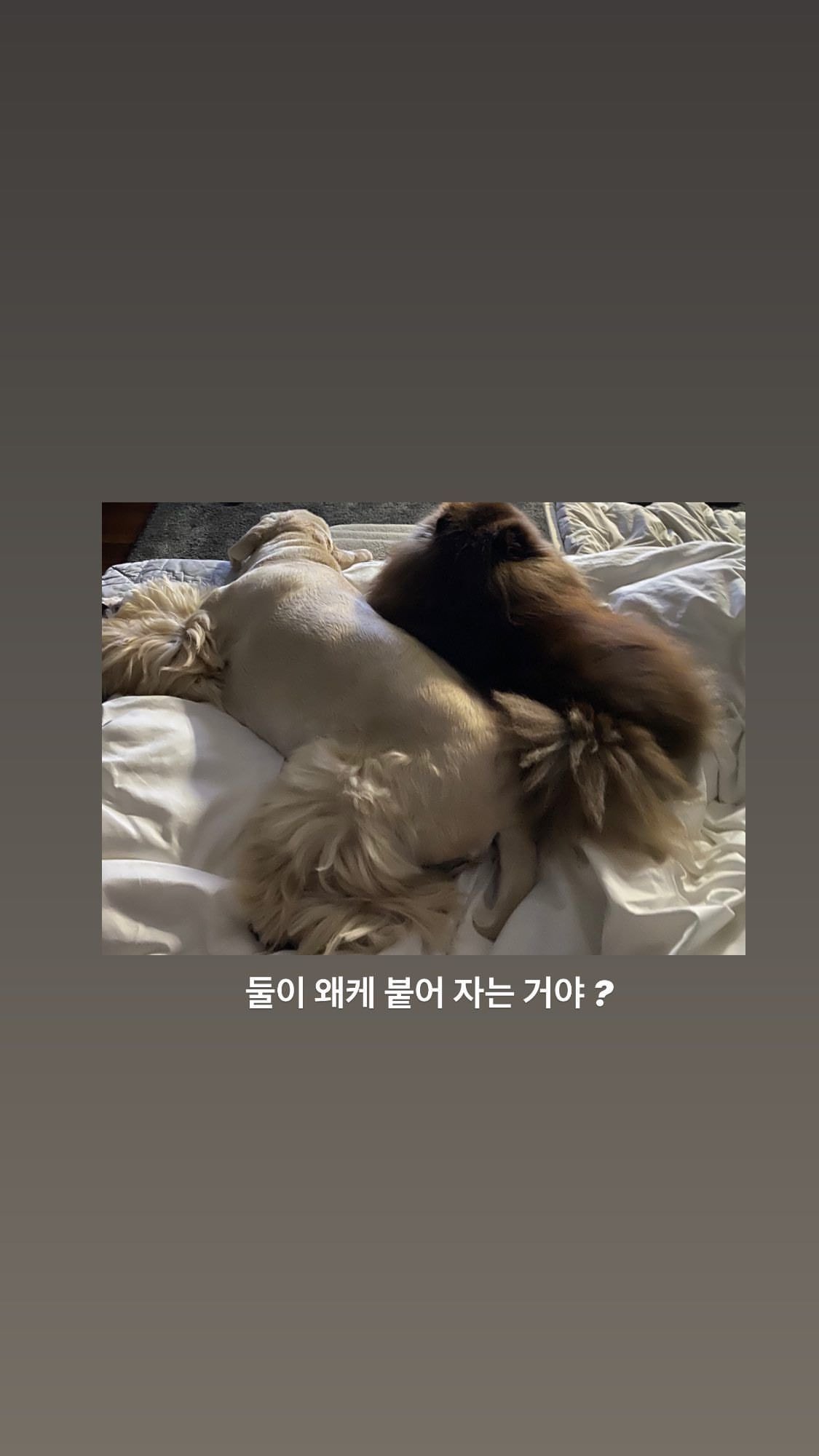 블랙핑크 제니.insta+story