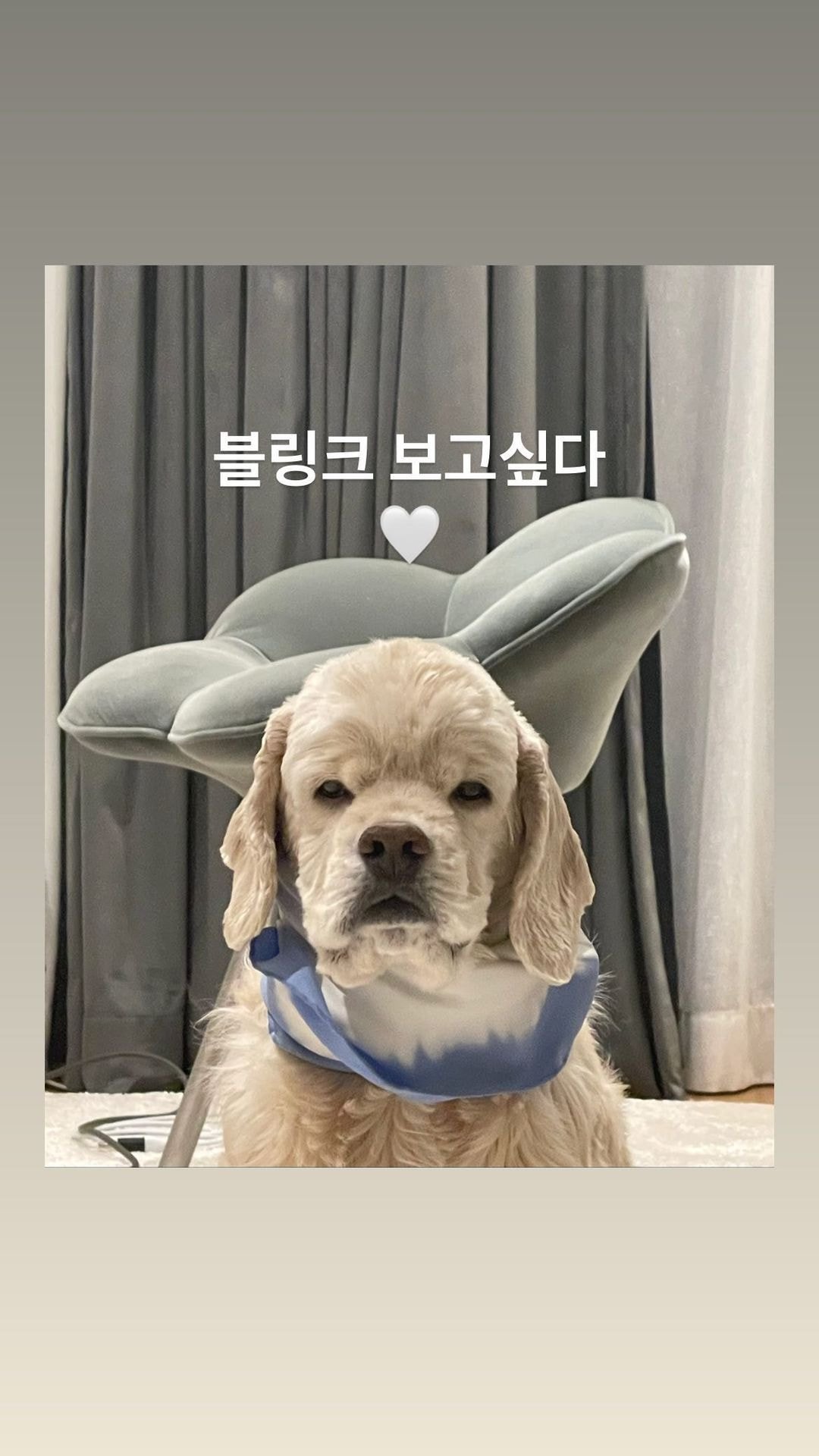 제니 인스타그램 업뎃