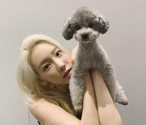 제로(태연 반려견) x 스파오 콜라보 곧 출시 예정