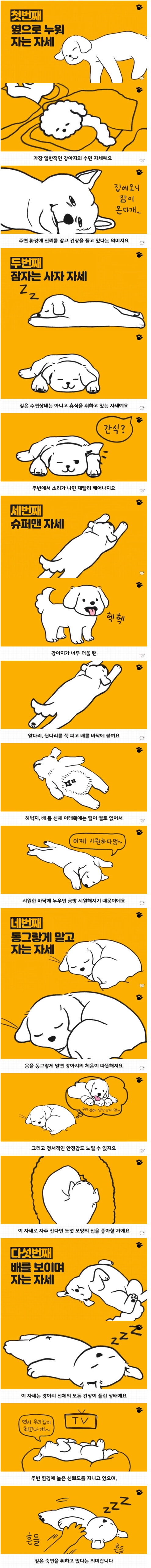 강아지 수면 자세에 따른 이유