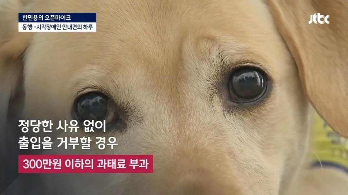 밥 먹으려다 하루에 7번 거절당하는 안내견의 하루