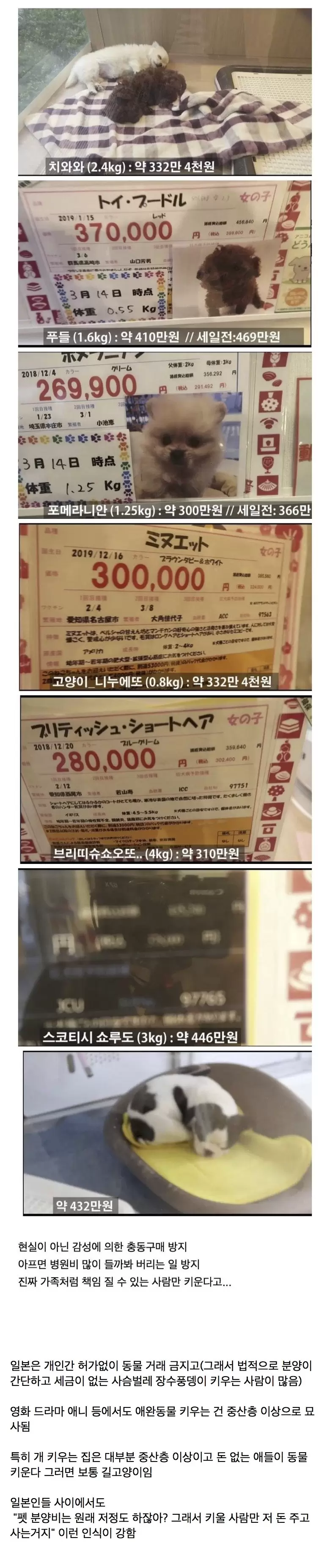일본의 반려 동물 분양 가격 수준