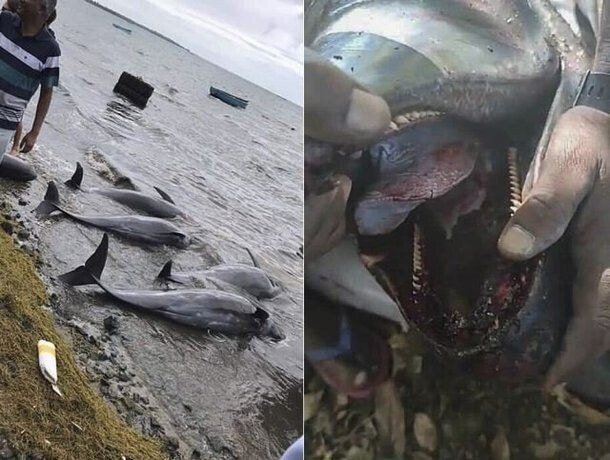 기름유출된 모리셔스 해변 ㄷㄷ..
