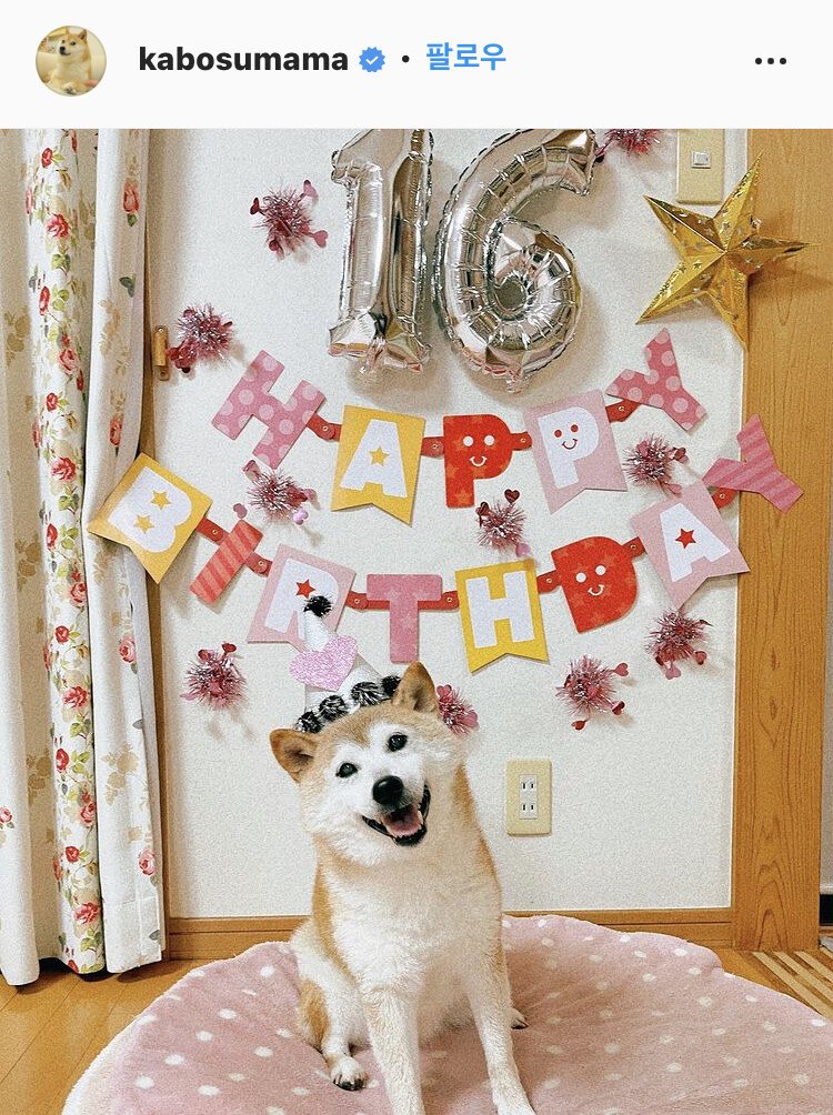 도지코인 실제 시바견 근황 ㄷㄷ