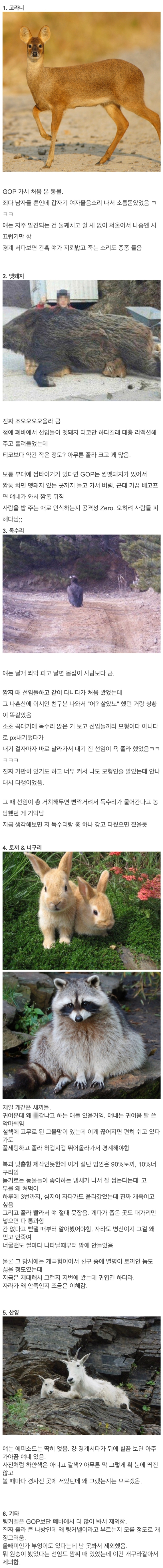 GOP에서 봤던 동물들 썰