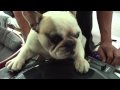 강아지도 DJ! DJ DOG